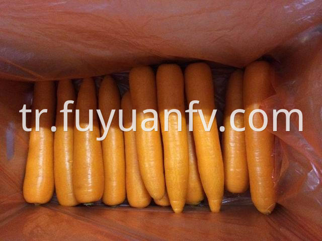 xiamen carrot 